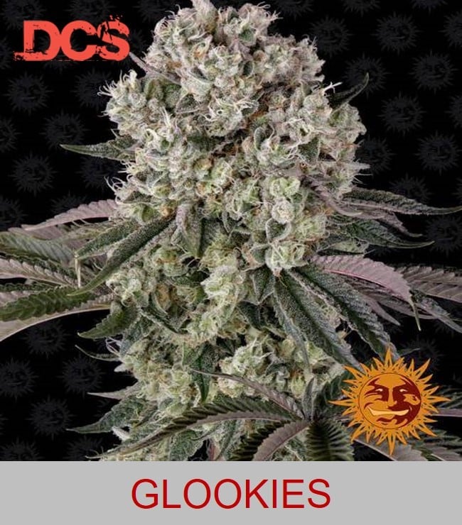 Barney's Farm Glookies - Discount Cannabis Seeds