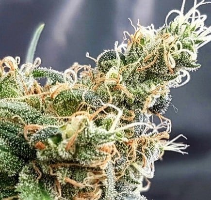 Glueberry Feminised Cannabis Seeds from Discount Cannabis Seeds