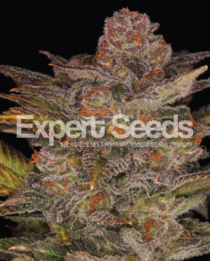 Glueberry Auto Feminised Cannabis Seeds from Discount Cannabis Seeds 