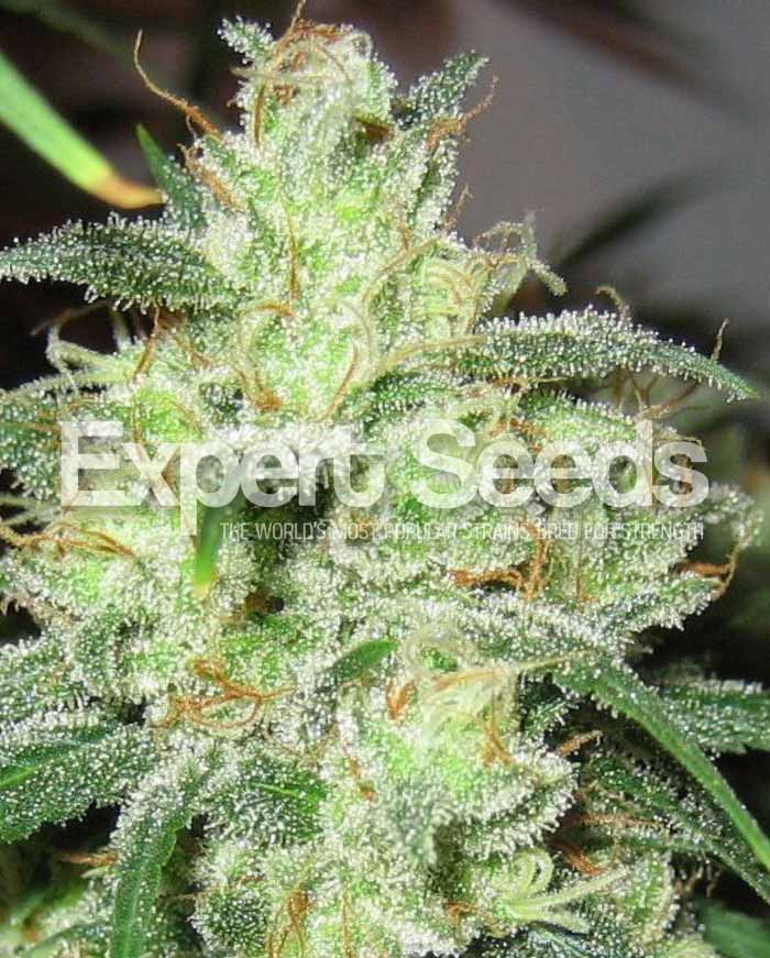 Gorilla Cheese Feminised Cannabis Seeds from Discount Cannabis Seeds