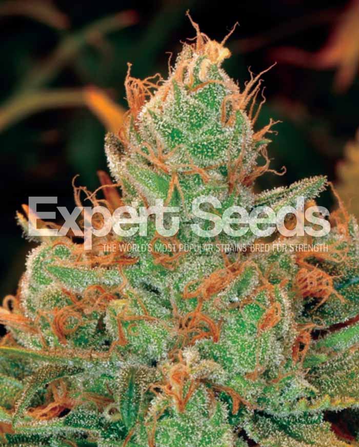 Gorilla Lilly Feminised Cannabis Seeds from Discount Cannabis Seeds