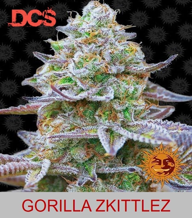 Barney' Farm Gorilla Zkittlez - Discount Cannabis Seeds