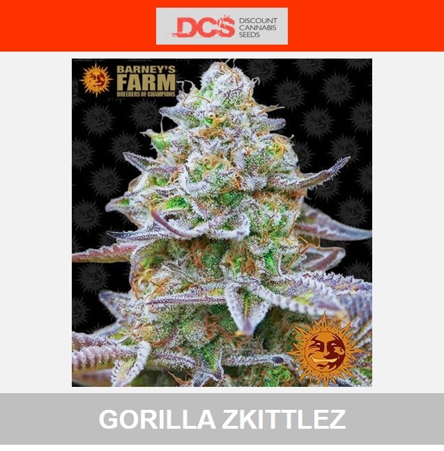 Gorilla Zkittlez Feminised Cannabis Seeds -  Barney's Farm - Discount Cannabis Seeds