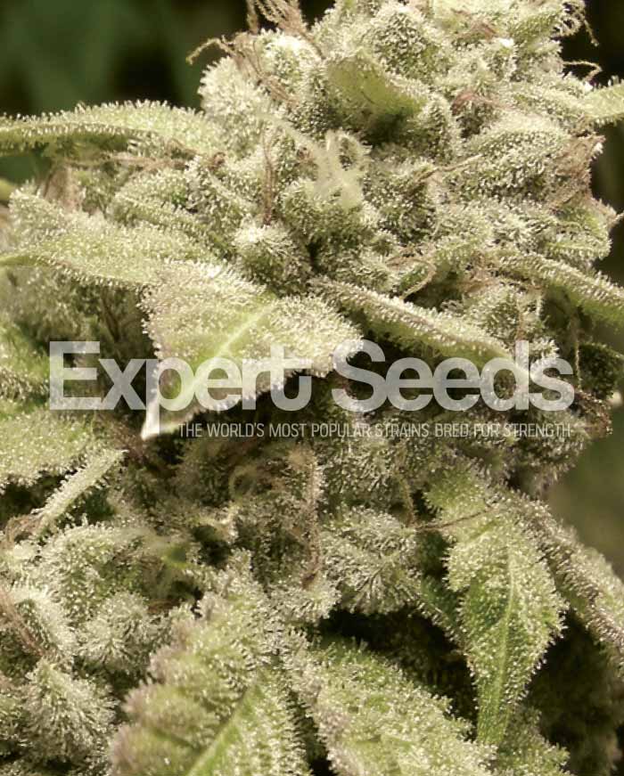 Gorilla White Widow Feminised Cannabis Seeds from Discount Cannabis Seeds