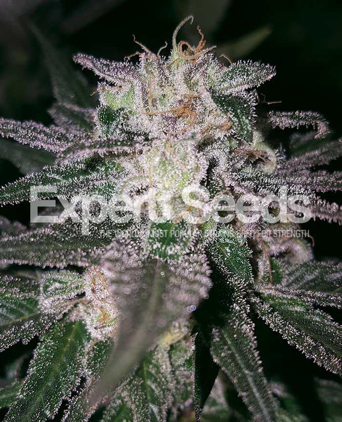 Gorilla Cookies Feminised Cannabis Seeds from Discount Cannabis Seeds