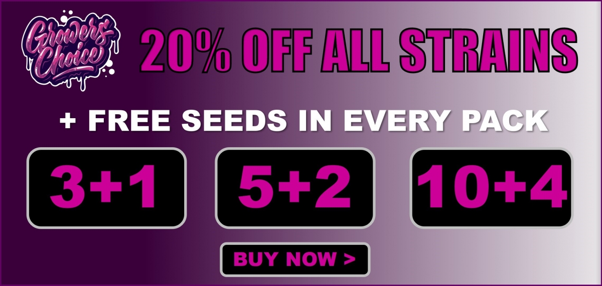 Sticky Wasabi Triploid Feminised Cannabis Seeds - Growers Choice
