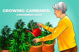 Discover the Easy to Grow Cannabis Seeds Strains at Discount Cannabis Seeds