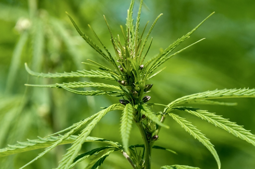  Main Types of Cannabis Seeds: Regular Feminized and Autoflowering