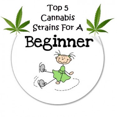 Cannabis Seeds The Best Seeds For Beginners - Discount Cannabis Seeds.