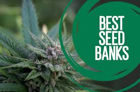 Cannabis Seeds Our Best Sellers - Discount Cannabis Seeds.