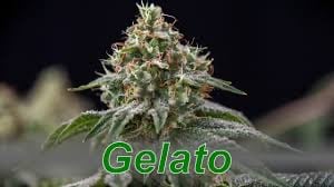Cannabis Seeds Gelato Strains - Discount Cannabis Seeds.