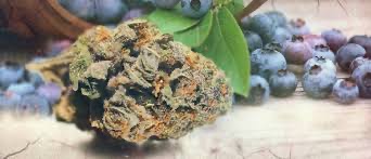 Cannabis Seeds Blueberry Strains - Discount Cannabis Seeds