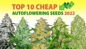 Cannabis Seeds The Best Auto's On A Budget - Discount Cannabis Seeds.