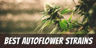 Cannabis Seeds The Fast Auto Flowering Strains - Discount Cannabis Seeds.