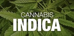 Cannabis Seeds The Best Indica's - Discount Cannabis Seeds.