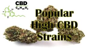 Cannabis Seeds High CBD Strains - Discount Cannabis Seeds.
