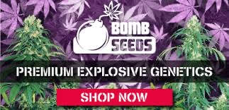 Cannabis Seeds - The Bomb Seeds - Discount Cannabis Seeds.