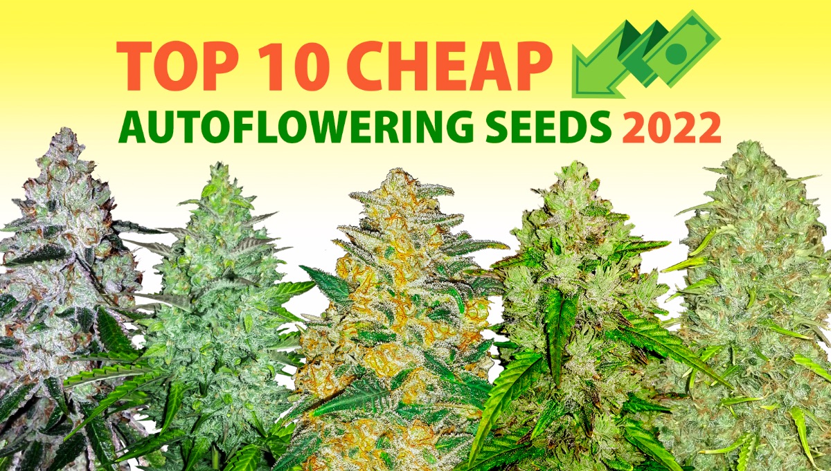 Cannabis Seeds - Cheap Auto Strains - Discount Cannabis Seeds.