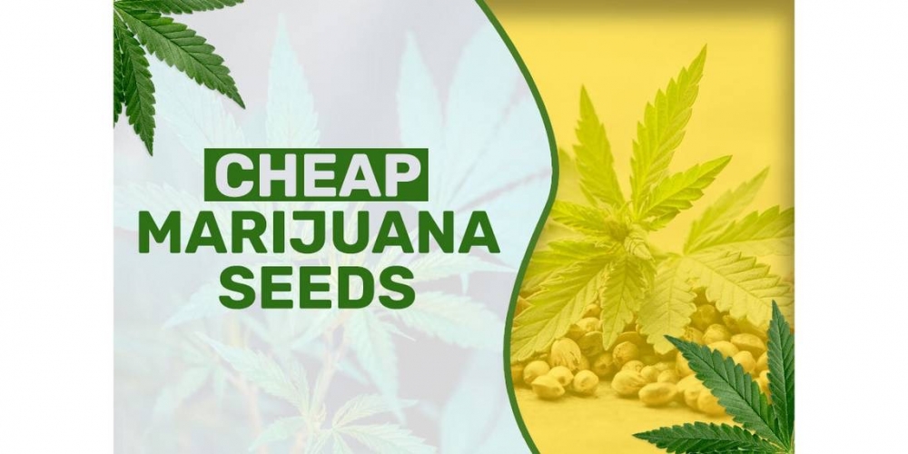 Cannabis Seeds - Cheap Auto Strains - Discount Cannabis Seeds.