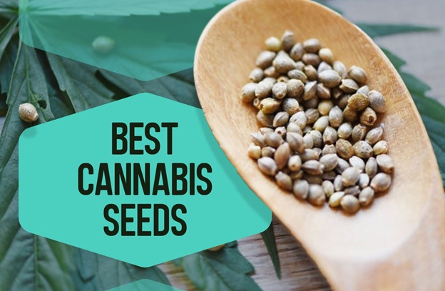 Cannabis Seeds - Strains To Celebrate 2023 - Discount Cannabis Seeds.