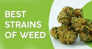 Cannabis Seeds The Strongest Hybrid Strains - Discount Cannabis Seeds.