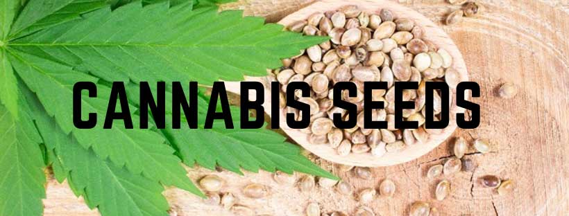 Cannabis Seeds - Tips to Help You Grow Old Cannabis Seeds.