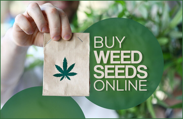 Cannabis Seeds - Tips For Purchasing Seeds - Discount Cannabis Seeds.