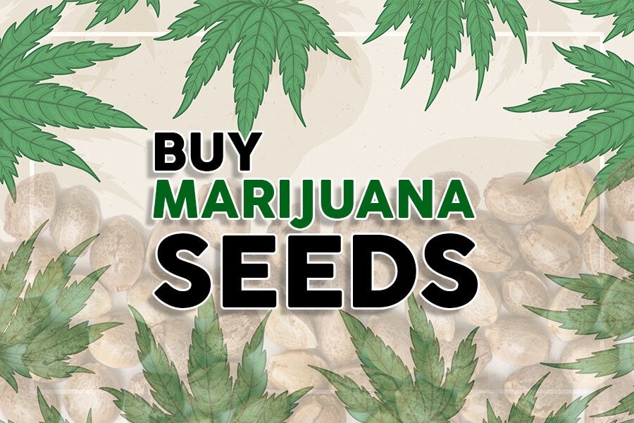 Cannabis Seeds - Tips For Purchasing Seeds - Discount Cannabis Seeds.