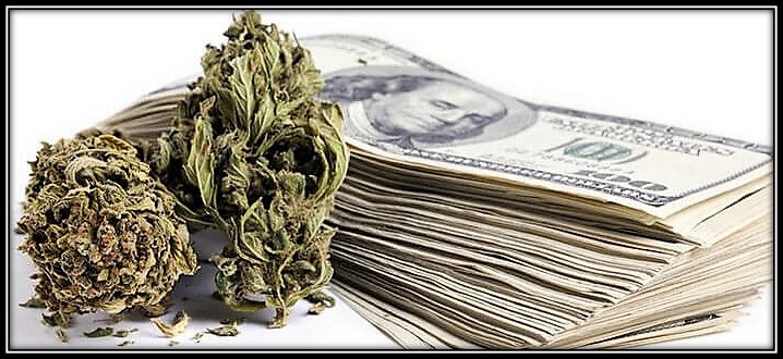 Discount Cannabis Seeds.