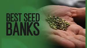 discount cannabis seeds