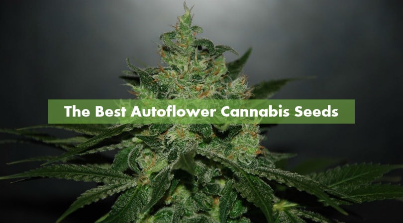The Top Cannabis Seeds For Auto Lovers by Discount Cannabis Seeds.