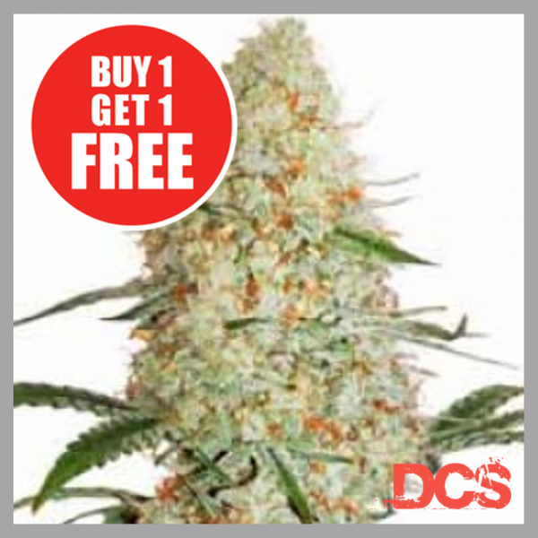 Discount cannabis Seeds