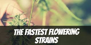 Cannabis Seeds The Fast Flowering Strains - Discount Cannabis Seeds.