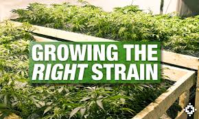 The Easiest Cannabis Seeds To Grow - Discount Cannabis Seeds.