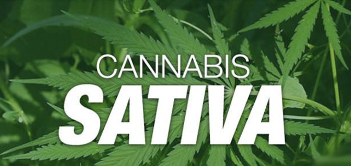 Cannabis Seeds The Best Sativa Strains - Discount Cannabis Seeds.