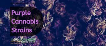 Cannabis Seeds The Purple Weed Strains - Discount Cannabis Seeds.