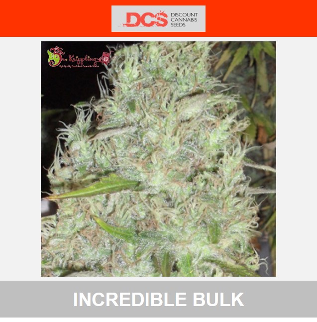 Incredible Bulk Feminised Cannabis Seeds - Dr Krippling - Discount Cannabis Seeds