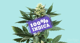 Variety of Pure Indica Cannabis Seeds at Discount Cannabis Seeds.