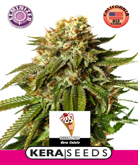 Introduction to Kera Seeds at Discount Cannabis Seeds
