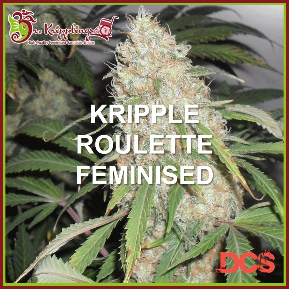 Kripple Roulette - Dr Krippling - Discount Cannabis Seeds