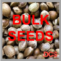 Critical x Green Crack Feminised Cannabis Seeds | 100 Seed Bulk Pack