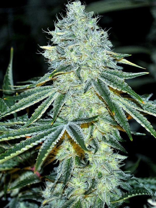 Anesia Seeds MAC from Discount Cannabis Seeds