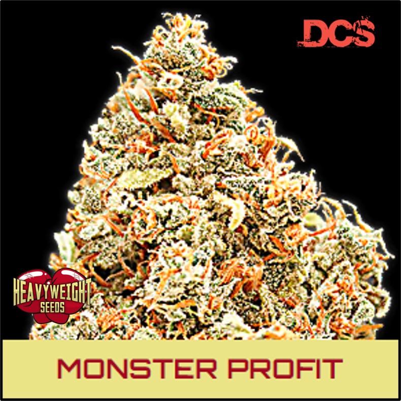Monster Profit - Feminised Cannabis Seeds | Heavyweight Seeds