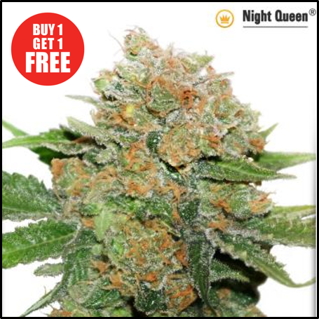 Buy Night Queen - Discount Cannabis Seeds