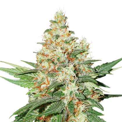 O.G. Kush | Discount Cannabis Seeds