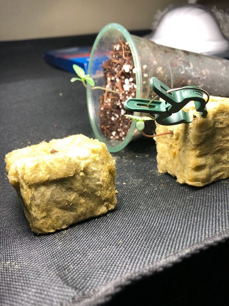 Gorilla Glue #4 - Discount Cannabis Seeds