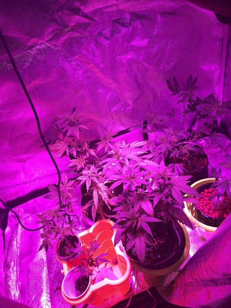 Gorilla Glue #4 - Discount Cannabis Seeds