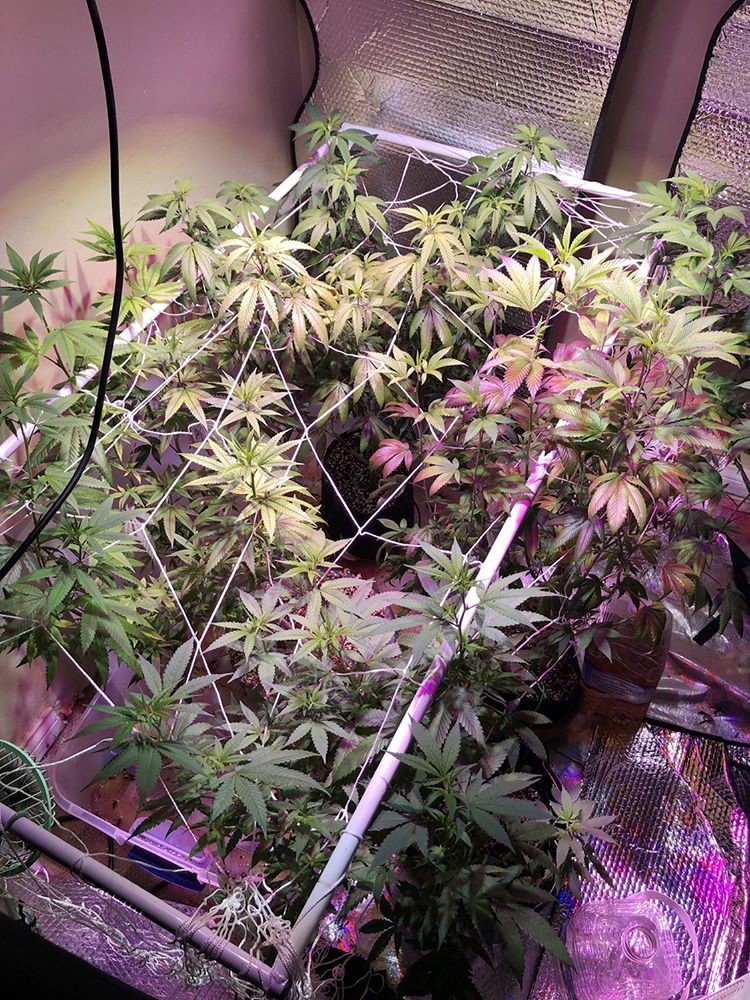 Gorilla Glue #4 - Discount Cannabis Seeds