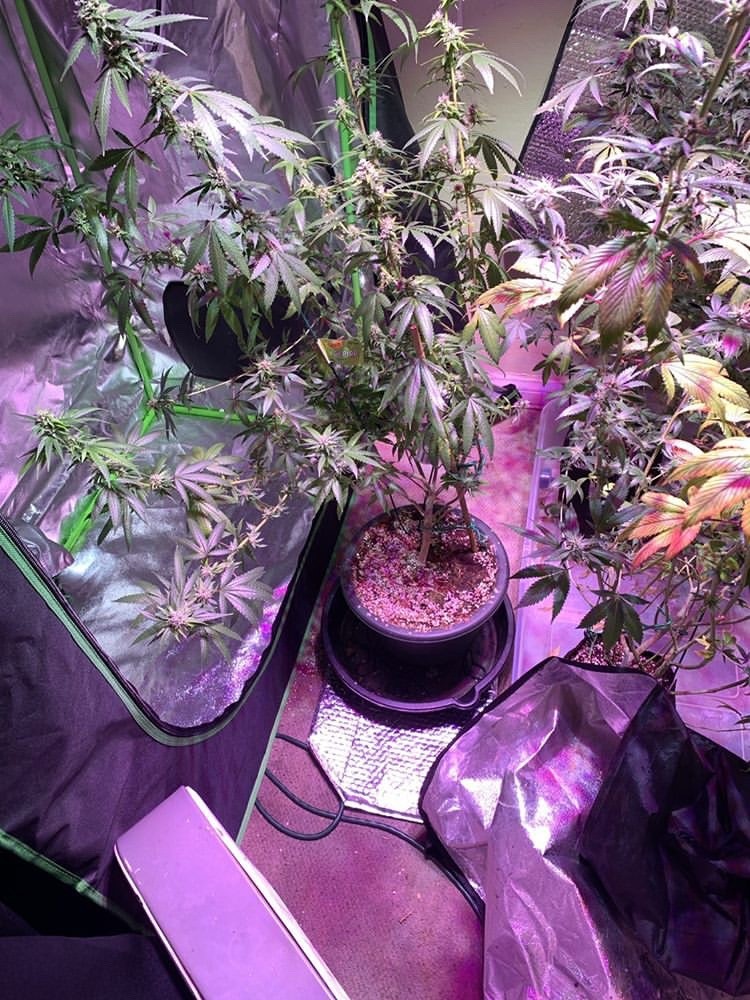 Gorilla Glue #4 - Discount Cannabis Seeds