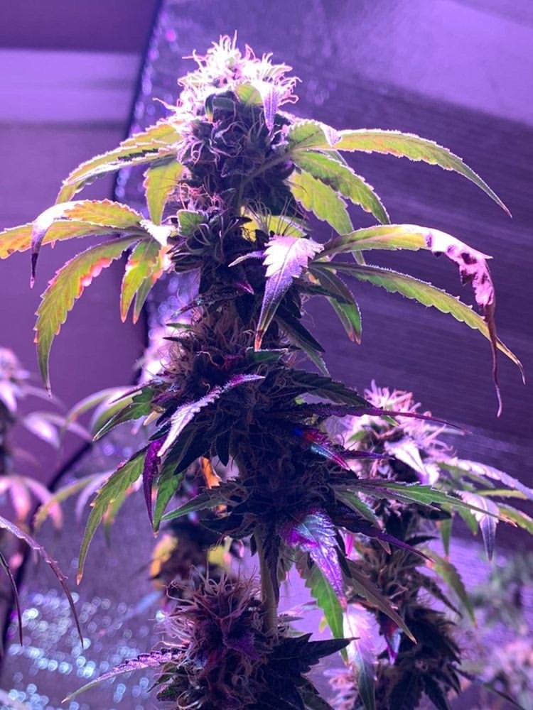 Gorilla Glue #4 - Discount Cannabis Seeds